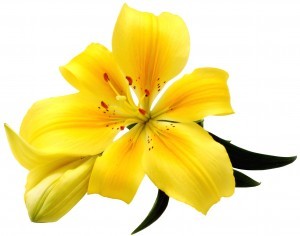 kleiner Blumengru Prsentkorbservice, Geschenke liefern Berlin, Geburtstag Geschenkservice